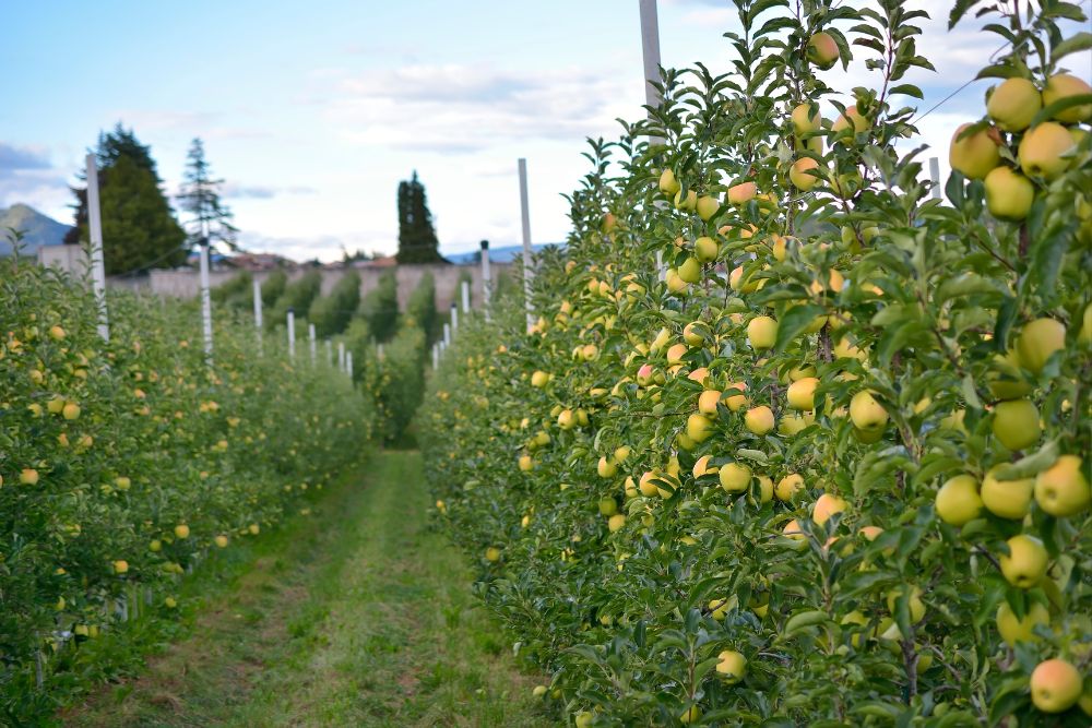 Pomaria mele Val di non